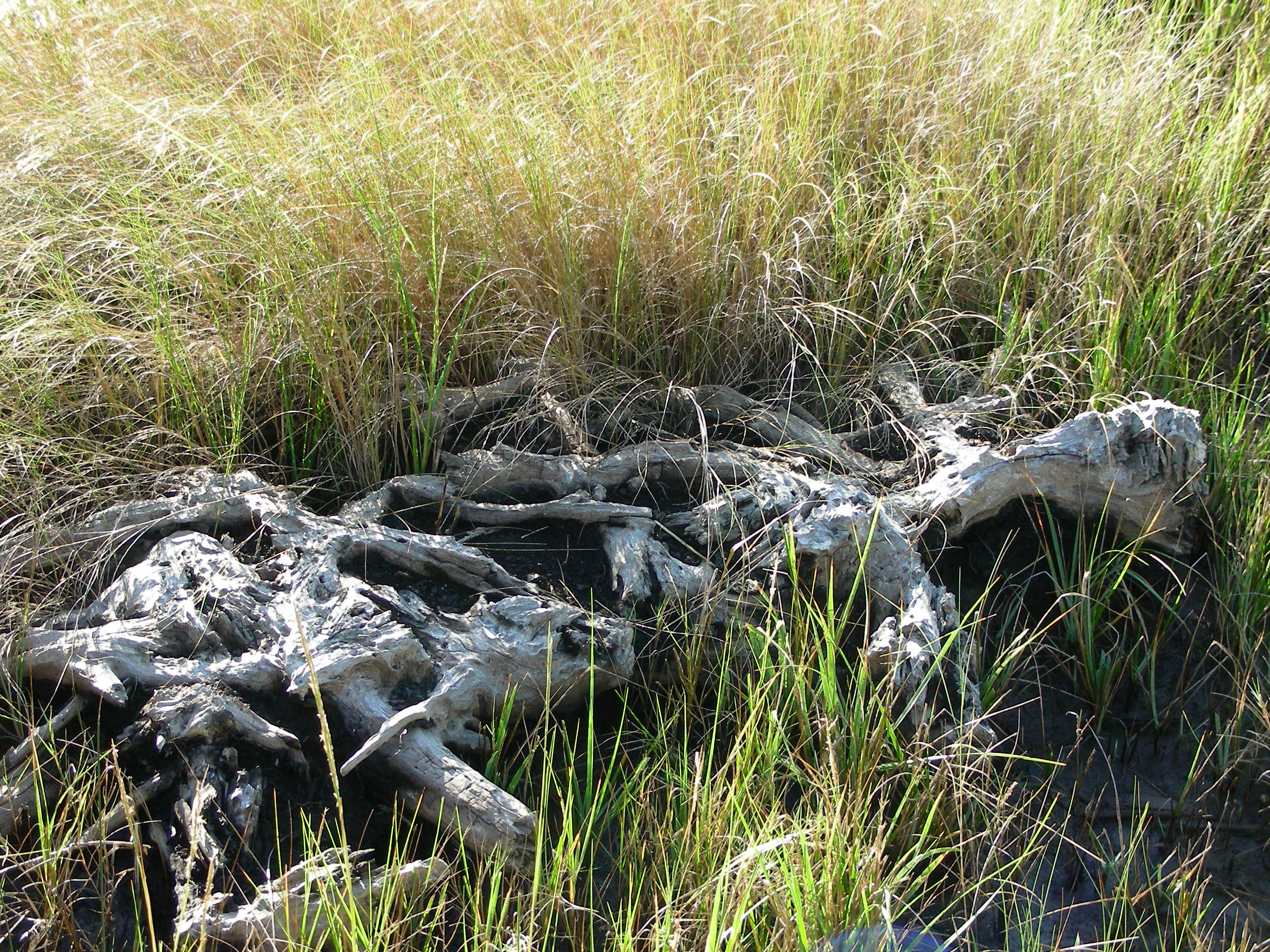 ./2006/Cedar Point/DSCN0381.JPG